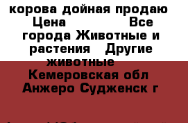 корова дойная продаю › Цена ­ 100 000 - Все города Животные и растения » Другие животные   . Кемеровская обл.,Анжеро-Судженск г.